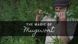 The Magic of Mugwort [upl. by Attelliw]