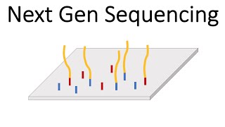 Next Generation Sequencing Illumina  An Introduction [upl. by Akihsay]