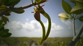 Life Cycle of the Red Mangrove [upl. by Lamak]