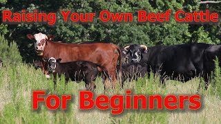 Raising Your Own Beef Cattle For Beginners [upl. by Irok779]