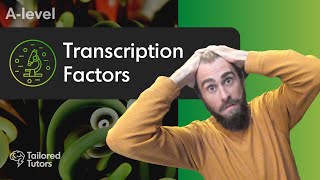 Transcription Factors  A Level Biology Revision  AQA [upl. by Anilatak]