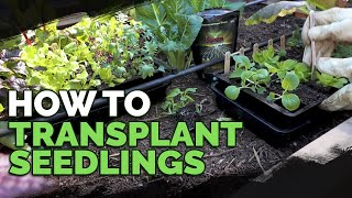 How to Transplant Seedlings My HighDensity Method [upl. by Enelear]