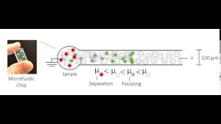 IsotachophoresisBased Surface Immunoassay [upl. by Etram940]