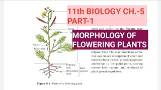 Class 11 BiologyCh5 Part1Morphology of flowering plantsStudy with Farru [upl. by Nairehs]