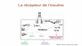 Les récepteurs transmembranaires à activité enzymatique [upl. by Edmea936]