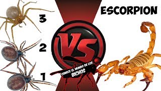 ESCORPIÓN VS TRES ARAÑAS  COMENTADO [upl. by Stanway]