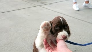 Cutest Springer Spaniel Puppy  Champ [upl. by Ileray]