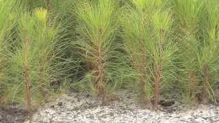 Southeast Georgia Farm Grows Seedlings For Forest Replanting [upl. by Ashlee]