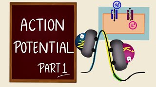 Action Potential  Part 1  Ionic Basics  Nerve Muscle Physiology [upl. by Aisena]