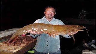 Biggest Shrimp Ever Caught [upl. by Neveda]