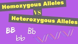 Homozygous vs Heterozygous Alleles  Punnet Square Tips [upl. by Lockhart]