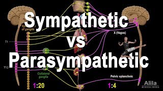 Autonomic Nervous System Sympathetic vs Parasympathetic Animation [upl. by Anerul]