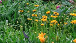 Coreopsis  DeerResistant Perennial [upl. by Alyakcm268]