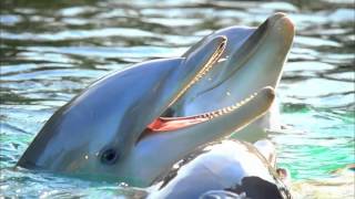 Dolphin Cove  SeaWorld Orlando [upl. by Atineg432]