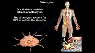 Osteocytes  Everything You Need To Know  Dr Nabil Ebraheim [upl. by Rather]