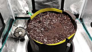 Growing Autoflowers  Ep1 Preparing Soil amp Planting Seed [upl. by Nnairda]