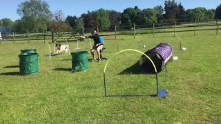 Hoopers Agility Fun [upl. by Delilah]