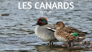 RECONNAÎTRE LES CANARDS SAUVAGES [upl. by Bernetta]