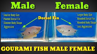 How To Identify Male And Female Gourami Fish [upl. by Mossberg966]