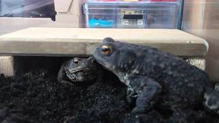 Feeding my toads mealworms [upl. by Tinor]