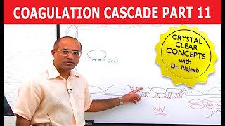 Coagulation Cascade  Part 1112 [upl. by Demeter]