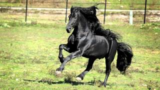 WORLD FAMOUS FRIESIAN STALLION [upl. by Blasien]