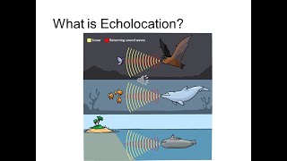 What is Echolocation [upl. by Beitris172]