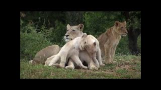 The Rare White Lions  National Geographic Documentary  New HD 720p [upl. by Deste]