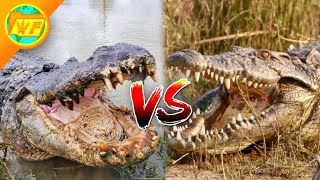 Alligator VS Crocodile  Whats the Difference [upl. by Ardnwahsal]