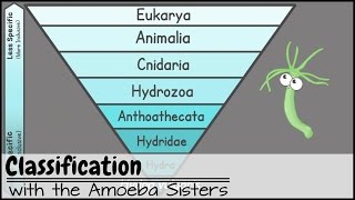 Classification [upl. by Assehc]