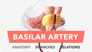 Basilar Artery  Anatomy Branches amp Relations [upl. by Naggem438]