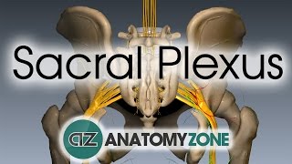 Sacral Plexus  Anatomy Tutorial [upl. by Anirdnaxela]