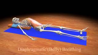 Diaphragmatic Belly Breathing [upl. by Anifesoj]