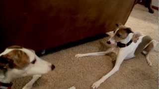 Greyhound Whippet Italian Greyhounds [upl. by Jaret]