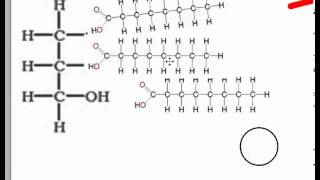 Condensation and Hydrolysis IB Biology [upl. by Eelasor]