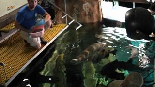 Arapaima Feeding at the Tennessee Aquarium [upl. by Airdnazxela]