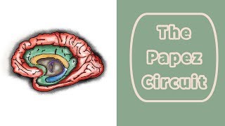 The Papez Circuit [upl. by Eirehs]