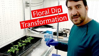 Transforming Arabidopsis by Agrobacterium floral dip [upl. by Onairpic]