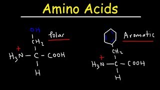 Introduction to Amino Acids [upl. by Dewain]