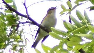 Philadelphia vireo bird call  song  sounds [upl. by Monreal]