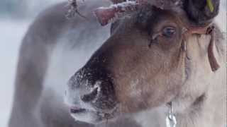 Reindeer ride in Levi Finnish Lapland  reindeer safari in Finland [upl. by Eimot]