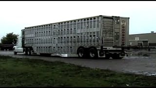 Horse Slaughter Documentary  Equine Destiny Full Documentary [upl. by Weinert]