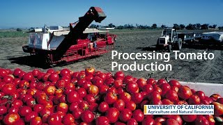 Processing Tomato Production in California [upl. by Sanferd]