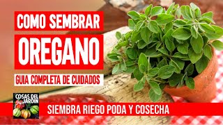 COMO PLANTAR OREGANO  COMO SEMBRAR OREGANO  CUIDADOS PODA Y COSECHA [upl. by Tena]