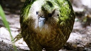 Kakapo Flightless Parrot  Benedict Cumberbatch  BBC Earth [upl. by Idette676]