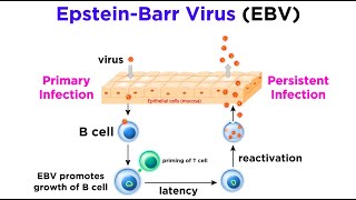 Mononucleosis EpsteinBarr Virus [upl. by Gronseth511]