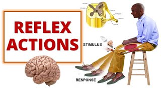 REFLEX ACTIONS Cranial and Spinal Reflexes [upl. by Flieger]