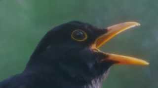 BLACKBIRD SONG [upl. by Edmund]