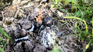 Killdeer birds hatching [upl. by Karlens]