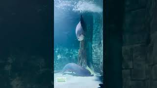 MONSTER FISH Arapaima Gigas [upl. by Juback]